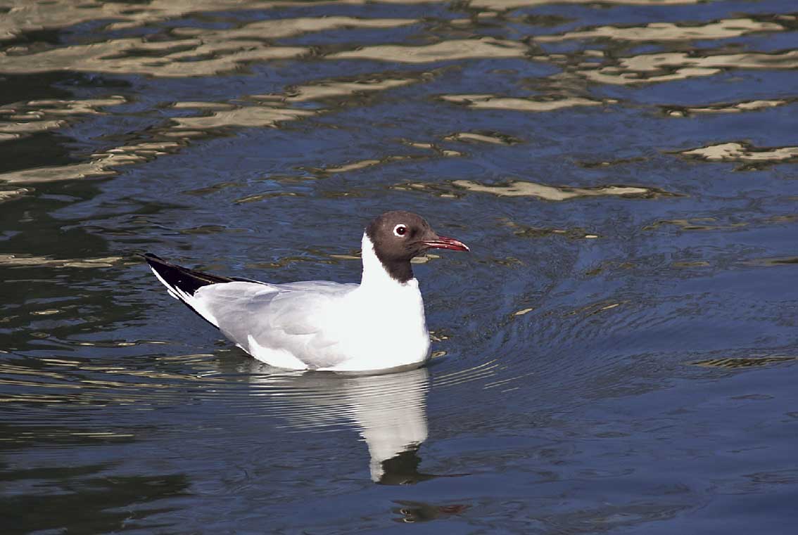 Gabbiano solitario